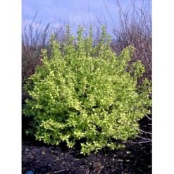 Uægte Jasmin 'Aureus' Philadelphus Coronarius 'Aureus' 5 Liter Potte -Plantetorvet Butik fi15622 philadelphus coronarius aureus 7fc2