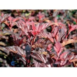 Blærespiræa 'Diable D'Or'® Physocarpus Opulif. 'Diable D'Or'® 5 Liter Potte -Plantetorvet Butik fi15667 physocarpus opulif diablo d or ce58