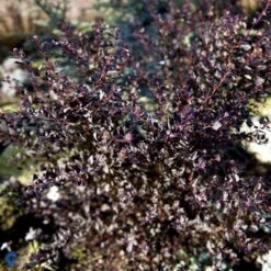 Blærespiræa 'Little Devil' Physocarpus Opulif. 'Little Devil' (r) 3,5 Liter Potte -Plantetorvet Butik fi15668 physocarpus opulif little devil r 54c2