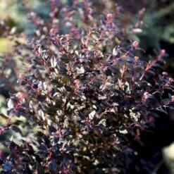 Blærespiræa 'Little Devil' Physocarpus Opulif. 'Little Devil' (r) 3,5 Liter Potte -Plantetorvet Butik fi15668 physocarpus opulif little devil r b91f