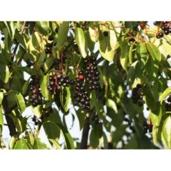 Glansbladet Hæg Prunus Serotina Solitær Busk 150-200 Cm. - Med Klump