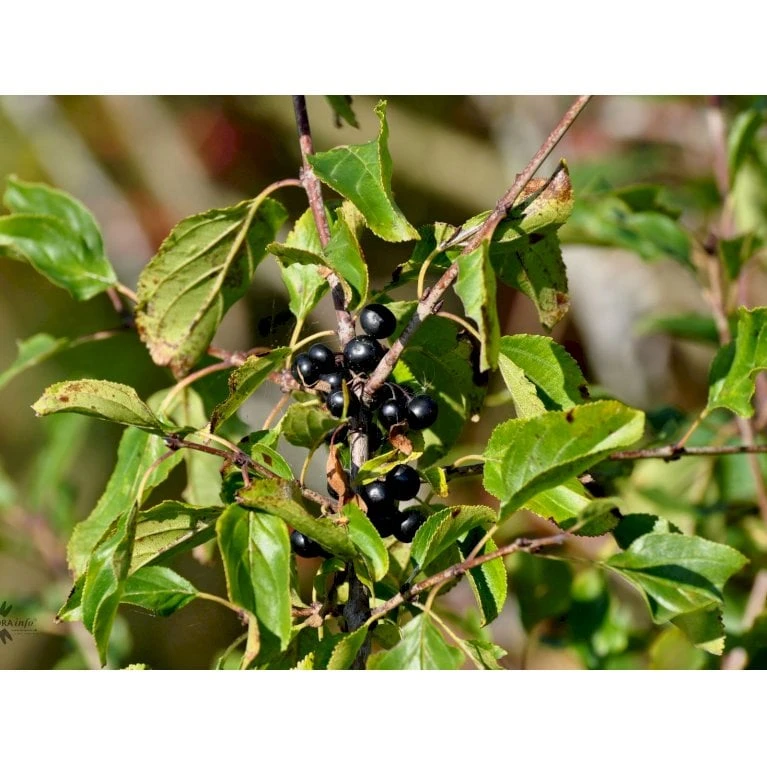 Vrietorn Rhamnus Catharticus Solitær busk 150-175 cm. - med klump Vrietorn Rhamnus Catharticus Solitær Busk 150-175 Cm. - Med Klump -Plantetorvet Butik fi16014 rhamnus catharticus 5357