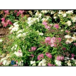 Spiræa 'Genpei' Spiraea Japonica 'Genpei' Potte 2,0 Liter,- 25-30 Cm. 5 Spiræa 'Genpei' Spiraea Japonica 'Genpei' Potte 2,0 Liter,- 25-30 Cm. -Plantetorvet Butik fi16277 spiraea japonica genpei 09c5