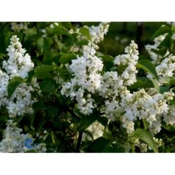 'Primrose' Syringa Vul. 'Primrose' (storblomstrende) Med Klump,- 125-150 Cm. 4 'Primrose' Syringa Vul. 'Primrose' (storblomstrende) Med Klump,- 125-150 Cm. -Plantetorvet Butik fi16483 syringa vulgaris primrose 3258