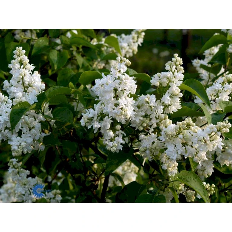 'Primrose' Syringa Vul. 'Primrose' (storblomstrende) Med klump,- 125-150 cm. 'Primrose' Syringa Vul. 'Primrose' (storblomstrende) Med Klump,- 125-150 Cm. -Plantetorvet Butik fi16483 syringa vulgaris primrose 3258