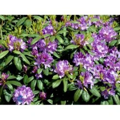 Rododendron Cat. 'Boursault' Rhododendron Catawbiense 'Boursault' Med Klump 50-60 Cm. Høj. Min. 50 Cm. Bred -Plantetorvet Butik fi2215 rhododendron boursault 1031