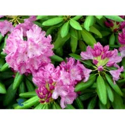 (cat.) 'English Roseum' Rhododendron Catawbiense 'English Roseum' Med Klump 50-60 Cm. Høj. Min. 50 Cm. Bred -Plantetorvet Butik fi2464 rhododendron english roseum 5f61