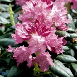 (cat.) 'English Roseum' Rhododendron Catawbiense 'English Roseum' Med Klump 50-60 Cm. Høj. Min. 50 Cm. Bred -Plantetorvet Butik fi2464 rhododendron english roseum c809