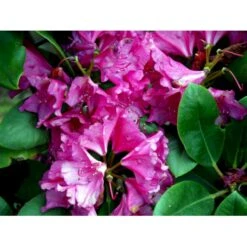 'Pearce's American Beauty' Rhododendron Hybrid 'Pearce's American Beauty' Potte 10 Liter 40-50 Cm. 5 'Pearce's American Beauty' Rhododendron Hybrid 'Pearce's American Beauty' Potte 10 Liter 40-50 Cm. -Plantetorvet Butik fi3194 rhododendron pearce s american beauty 23e3