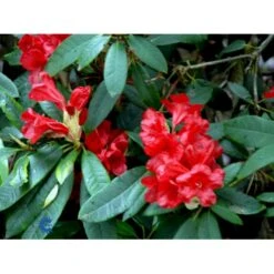 'Vulcan' Rhododendron Hybrid 'Vulcan' Med Klump 50-60 Cm. Høj. Min. 50 Cm. Bred -Plantetorvet Butik fi3572 rhododendron vulcan f6e1