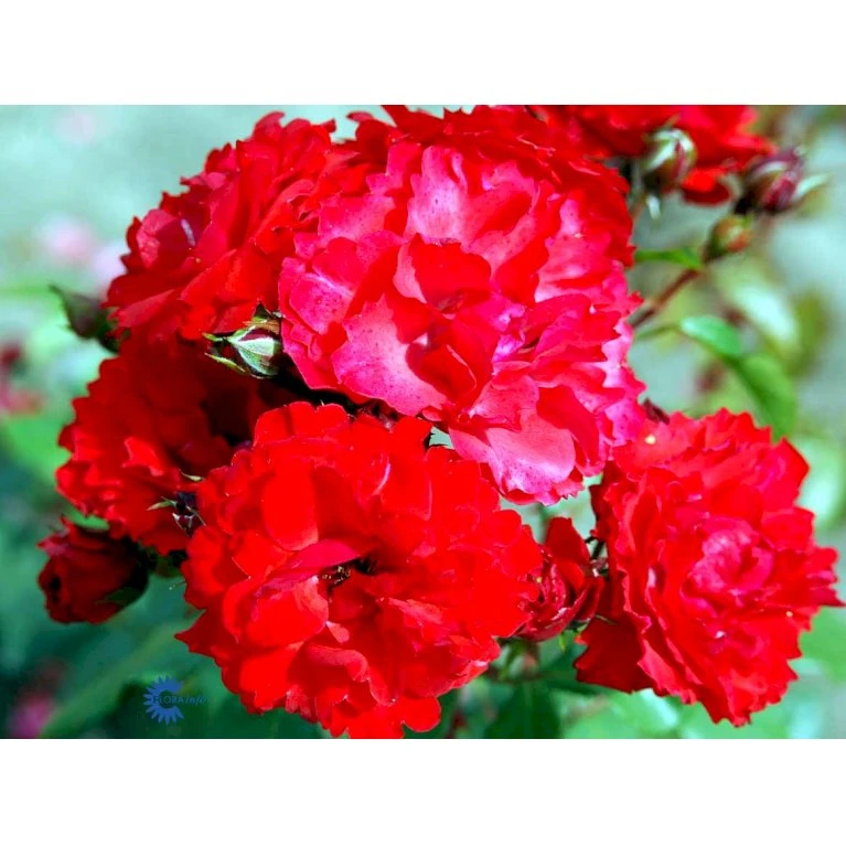 'Allotria'® Rosa X 'Allotria'® (Buketrose) A-Kvalitet,- barrods roser min. 3 grene 'Allotria'® Rosa X 'Allotria'® (Buketrose) A-Kvalitet,- Barrods Roser Min. 3 Grene -Plantetorvet Butik fi3872 rosa allotria 0bf2