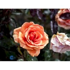 'Ashram'® Rosa X 'Ashram'® (Storblomstrende) A-Kvalitet,- Barrods Roser Min. 3 Grene -Plantetorvet Butik fi3905 rosa ashram r tanmarsa 5a96