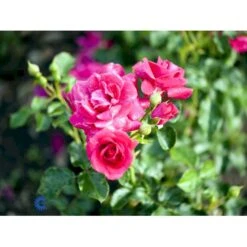 'Avila'™ Rosa X 'Avila'™ (Slotsrose) A-Kvalitet,- Barrods Roser Min. 3 Grene -Plantetorvet Butik fi3920 rosa avila poulcas031 n 09aa