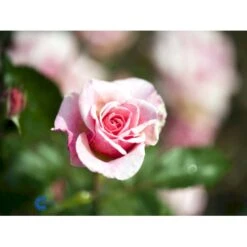 'Bangsbo'™ Rosa X 'Bangsbo'™ (Buketrose) A-Kvalitet,- Barrods Roser Min. 3 Grene -Plantetorvet Butik fi3930 rosa bangsbo poulrine n c657