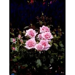 'Bangsbo'™ Rosa X 'Bangsbo'™ (Buketrose) A-Kvalitet,- Barrods Roser Min. 3 Grene -Plantetorvet Butik fi3930 rosa bangsbo poulrine n d3b2