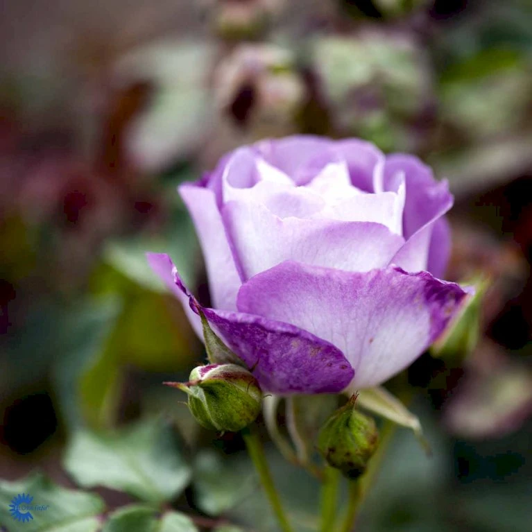 'Blue For You' Rosa X 'Blue For You' (Buketrose) A-Kvalitet,- barrods roser min. 3 grene 'Blue For You' Rosa X 'Blue For You' (Buketrose) A-Kvalitet,- Barrods Roser Min. 3 Grene -Plantetorvet Butik fi3971 rosa blue for you a1af