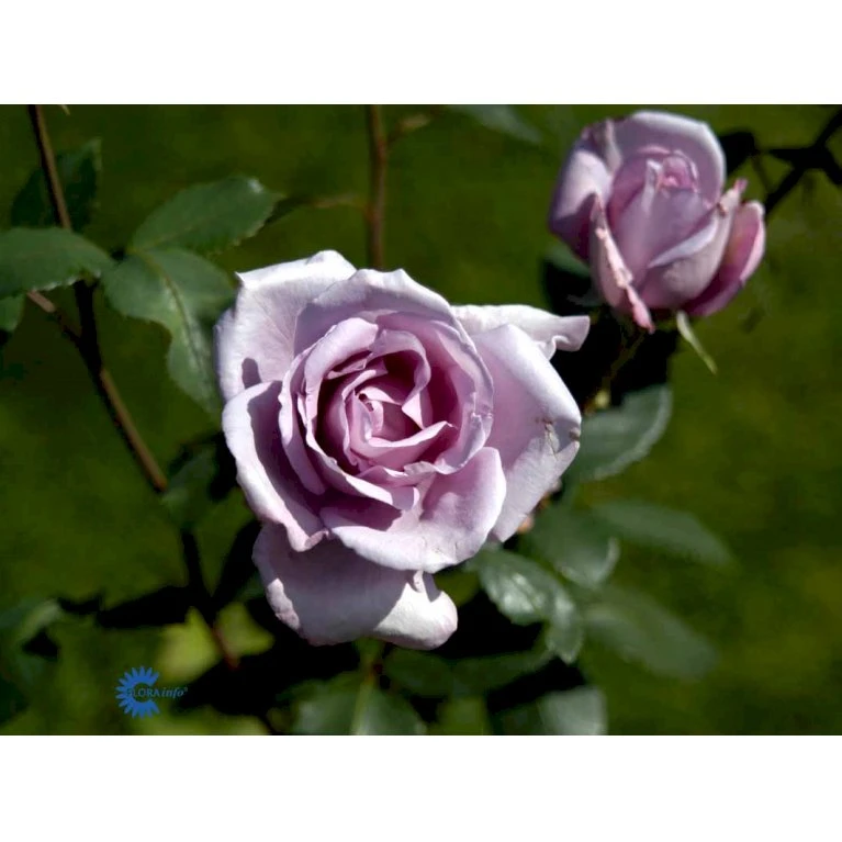 'Blue Moon'® Rosa X 'Blue Moon'® (Storblomstrende) A-Kvalitet,- barrods roser min. 3 grene 'Blue Moon'® Rosa X 'Blue Moon'® (Storblomstrende) A-Kvalitet,- Barrods Roser Min. 3 Grene -Plantetorvet Butik fi3973 rosa blue moon 8581