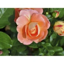 'Bonita™ Renaissance'® Rosa X 'Bonita™ Renaissance'® (Renaissancerose) A-Kvalitet,- Barrods Roser Min. 3 Grene 8 'Bonita™ Renaissance'® Rosa X 'Bonita™ Renaissance'® (Renaissancerose) A-Kvalitet,- Barrods Roser Min. 3 Grene -Plantetorvet Butik fi3985 rosa bonita poulen009 n 03ff