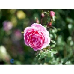 'Boogie-Woogie'™ Rosa X 'Boogie-Woogie'™ (Slyngrose) A-Kvalitet,- Barrods Roser Min. 3 Grene 7 'Boogie-Woogie'™ Rosa X 'Boogie-Woogie'™ (Slyngrose) A-Kvalitet,- Barrods Roser Min. 3 Grene -Plantetorvet Butik fi3986 rosa boogie woogie poulyc006 n 47e1