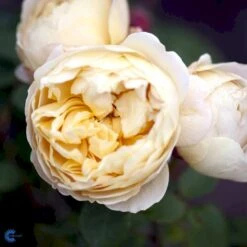 'Charles Darwin'™ Rosa X 'Charles Darwin'™ (Engelsk Rose) A-Kvalitet,- Barrods Roser Min. 3 Grene -Plantetorvet Butik fi4062 rosa charles darwin auspeet e25f