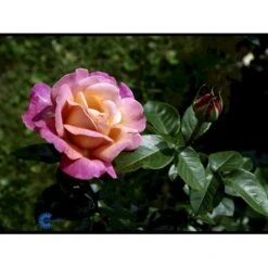 'Chicago Peace' Rosa X 'Chicago Peace' (Storblomstrende) A-Kvalitet,- Barrods Roser Min. 3 Grene -Plantetorvet Butik fi4070 rosa chicago peace 129c