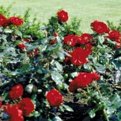'Christian IV'® Rosa X 'Christian IV'® (Buketrose) A-Kvalitet,- Barrods Roser Min. 3 Grene 7 'Christian IV'® Rosa X 'Christian IV'® (Buketrose) A-Kvalitet,- Barrods Roser Min. 3 Grene -Plantetorvet Butik fi4079 rosa christian iv 2091