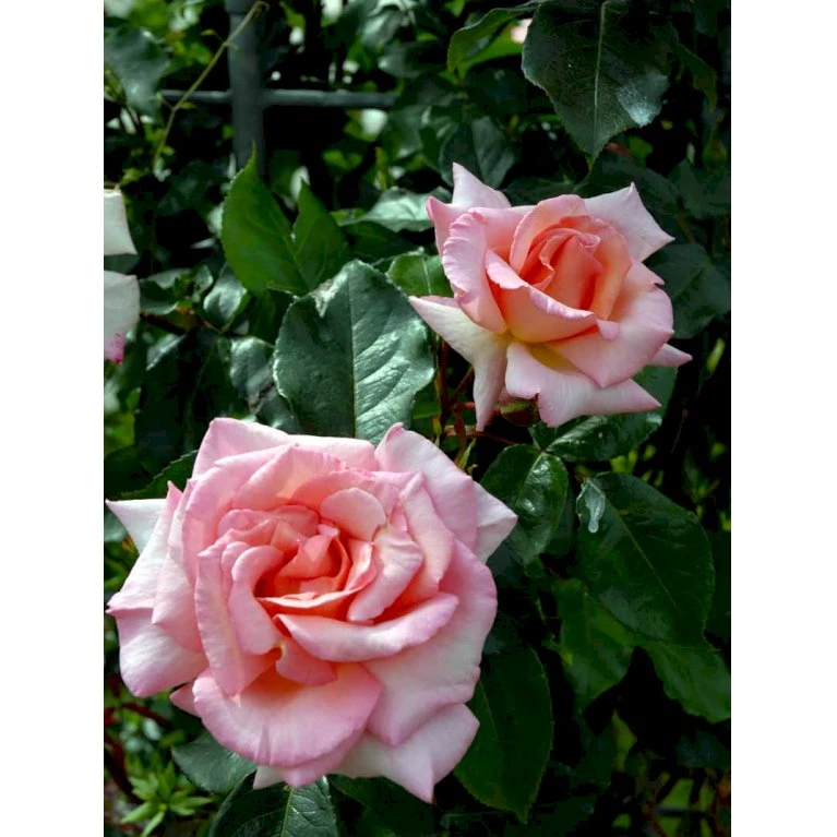 'Compassion' Rosa X 'Compassion' (Slyngrose) A-Kvalitet,- barrods roser min. 3 grene 'Compassion' Rosa X 'Compassion' (Slyngrose) A-Kvalitet,- Barrods Roser Min. 3 Grene -Plantetorvet Butik fi4104 rosa compassion ec8a