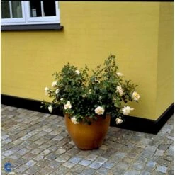 'Crystal™ Palace'® Rosa X 'Crystal™ Palace'® (Palacerose) A-Kvalitet,- Barrods Roser Min. 3 Grene 13 'Crystal™ Palace'® Rosa X 'Crystal™ Palace'® (Palacerose) A-Kvalitet,- Barrods Roser Min. 3 Grene -Plantetorvet Butik fi4136 rosa crystal palace poulrek n c34f