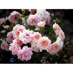 'Dronning Margrethe'™ Rosa X 'Dronning Margrethe'™ (Palacerose) A-Kvalitet,- Barrods Roser Min. 3 Grene -Plantetorvet Butik fi4174 rosa dronning margrethe poulskov n 1aac