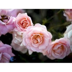 'Dronning Margrethe'™ Rosa X 'Dronning Margrethe'™ (Palacerose) A-Kvalitet,- Barrods Roser Min. 3 Grene -Plantetorvet Butik fi4174 rosa dronning margrethe poulskov n e78a