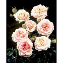 'Dronning Margrethe'™ Rosa X 'Dronning Margrethe'™ (Palacerose) A-Kvalitet,- Barrods Roser Min. 3 Grene -Plantetorvet Butik fi4174 rosa dronning margrethe poulskov n e963