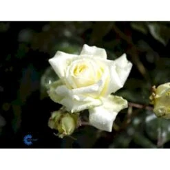 'Elfe'® Rosa X 'Elfe'® (Slyngrose) A-Kvalitet,- Barrods Roser Min. 3 Grene -Plantetorvet Butik fi4201 rosa elfe r f191