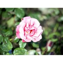 'Étude' Rosa X 'Étude' (Buskrose) A-Kvalitet,- Barrods Roser Min. 3 Grene 5 'Étude' Rosa X 'Étude' (Buskrose) A-Kvalitet,- Barrods Roser Min. 3 Grene -Plantetorvet Butik fi4229 rosa etude 24e3