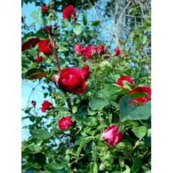 'Flammentanz'® Rosa X 'Flammentanz'® (Slyngrose) A-Kvalitet,- Barrods Roser Min. 3 Grene -Plantetorvet Butik fi4266 rosa flammentanz 83f0