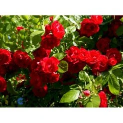 'Flammentanz'® Rosa X 'Flammentanz'® (Slyngrose) A-Kvalitet,- Barrods Roser Min. 3 Grene -Plantetorvet Butik fi4266 rosa flammentanz b37e