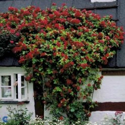 'Flammentanz'® Rosa X 'Flammentanz'® (Slyngrose) A-Kvalitet,- Barrods Roser Min. 3 Grene -Plantetorvet Butik fi4266 rosa flammentanz b90a