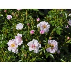 'Gentle Cover'® Rosa X 'Gentle Cover'® (Bunddækkerose) A-Kvalitet,- Barrods Roser Min. 3 Grene -Plantetorvet Butik fi4310 rosa gentle cover poullen n 4d31
