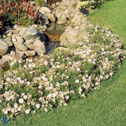 'Gentle Cover'® Rosa X 'Gentle Cover'® (Bunddækkerose) A-Kvalitet,- Barrods Roser Min. 3 Grene -Plantetorvet Butik fi4310 rosa gentle cover poullen n bd85