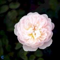 'Gentle Hermione' Rosa X 'Gentle Hermione' (Engelsk Rose) A-Kvalitet,- Barrods Roser Min. 3 Grene -Plantetorvet Butik fi4311 rosa gentle hermione ausrumba 757a