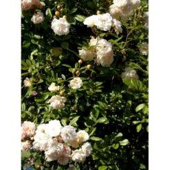 'Ghislaine De Féligonde' Rosa Moschata 'Ghislaine De Féligonde' (Moskusrose) A-Kvalitet,- Barrods Roser Min. 3 Grene 10 'Ghislaine De Féligonde' Rosa Moschata 'Ghislaine De Féligonde' (Moskusrose) A-Kvalitet,- Barrods Roser Min. 3 Grene -Plantetorvet Butik fi4318 rosa ghislaine de feligonde 0a54