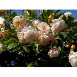 'Ghislaine De Féligonde' Rosa Moschata 'Ghislaine De Féligonde' (Moskusrose) A-Kvalitet,- Barrods Roser Min. 3 Grene 9 'Ghislaine De Féligonde' Rosa Moschata 'Ghislaine De Féligonde' (Moskusrose) A-Kvalitet,- Barrods Roser Min. 3 Grene -Plantetorvet Butik fi4318 rosa ghislaine de feligonde 2719