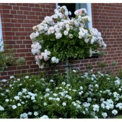 'Ghislaine De Féligonde' Rosa Moschata 'Ghislaine De Féligonde' (Moskusrose) A-Kvalitet,- Barrods Roser Min. 3 Grene 7 'Ghislaine De Féligonde' Rosa Moschata 'Ghislaine De Féligonde' (Moskusrose) A-Kvalitet,- Barrods Roser Min. 3 Grene -Plantetorvet Butik fi4318 rosa ghislaine de feligonde 453b