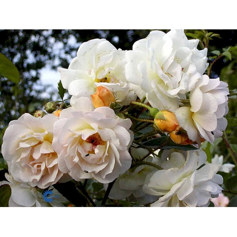 'Ghislaine De Féligonde' Rosa Moschata 'Ghislaine De Féligonde' (Moskusrose) A-Kvalitet,- barrods roser min. 3 grene 'Ghislaine De Féligonde' Rosa Moschata 'Ghislaine De Féligonde' (Moskusrose) A-Kvalitet,- Barrods Roser Min. 3 Grene -Plantetorvet Butik fi4318 rosa ghislaine de feligonde 5d36