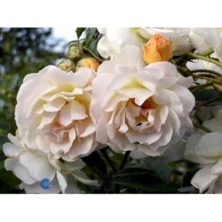 'Ghislaine De Féligonde' Rosa Moschata 'Ghislaine De Féligonde' (Moskusrose) A-Kvalitet,- Barrods Roser Min. 3 Grene 11 'Ghislaine De Féligonde' Rosa Moschata 'Ghislaine De Féligonde' (Moskusrose) A-Kvalitet,- Barrods Roser Min. 3 Grene -Plantetorvet Butik fi4318 rosa ghislaine de feligonde a596