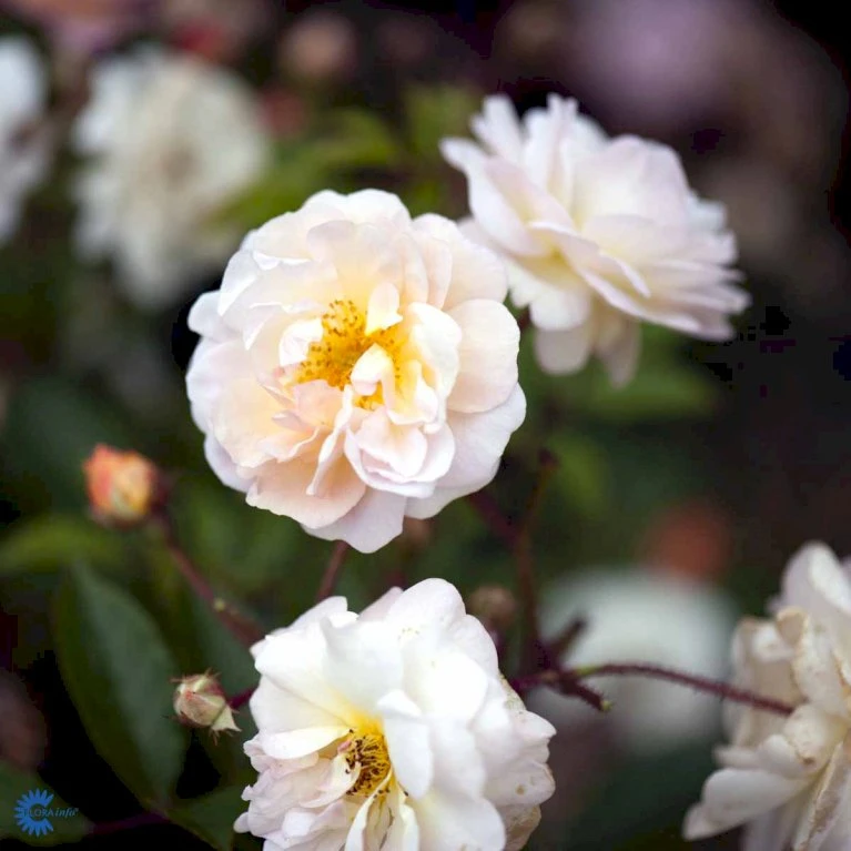 'Ghislaine De Féligonde' Rosa Moschata 'Ghislaine De Féligonde' (Moskusrose) A-Kvalitet,- barrods roser min. 3 grene 'Ghislaine De Féligonde' Rosa Moschata 'Ghislaine De Féligonde' (Moskusrose) A-Kvalitet,- Barrods Roser Min. 3 Grene -Plantetorvet Butik fi4318 rosa ghislaine de feligonde b0be