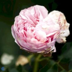 'Giardina'® Rosa X 'Giardina'® (Slyngrose) A-Kvalitet,- Barrods Roser Min. 3 Grene 5 'Giardina'® Rosa X 'Giardina'® (Slyngrose) A-Kvalitet,- Barrods Roser Min. 3 Grene -Plantetorvet Butik fi4320 rosa giardina daaf