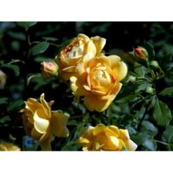 'Golden Celebration' Rosa X 'Golden Celebration' (Engelsk Rose) A-Kvalitet,- Barrods Roser Min. 3 Grene 13 'Golden Celebration' Rosa X 'Golden Celebration' (Engelsk Rose) A-Kvalitet,- Barrods Roser Min. 3 Grene -Plantetorvet Butik fi4338 rosa golden celebration ausgold 6049