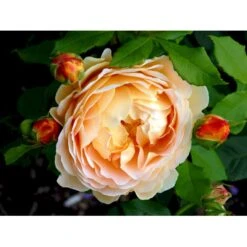 'Golden Celebration' Rosa X 'Golden Celebration' (Engelsk Rose) A-Kvalitet,- Barrods Roser Min. 3 Grene 12 'Golden Celebration' Rosa X 'Golden Celebration' (Engelsk Rose) A-Kvalitet,- Barrods Roser Min. 3 Grene -Plantetorvet Butik fi4338 rosa golden celebration ausgold 6420