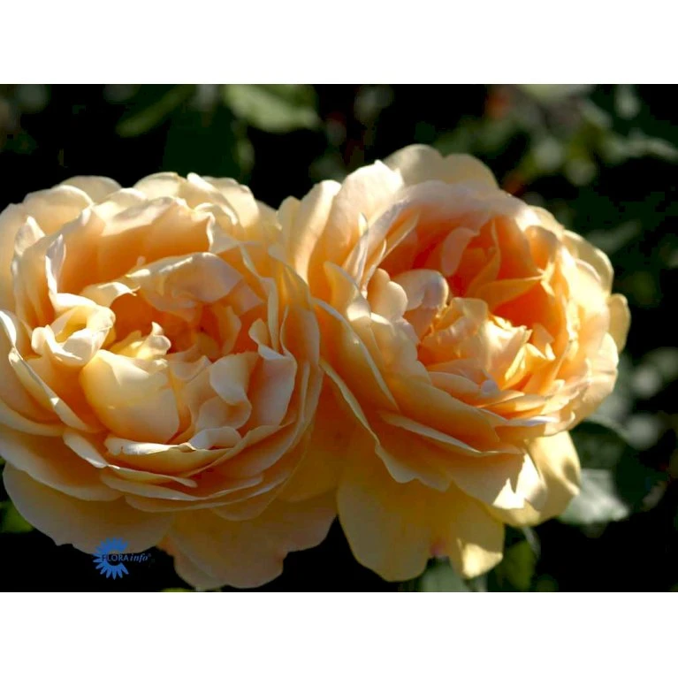 'Golden Celebration' Rosa X 'Golden Celebration' (Engelsk Rose) A-Kvalitet,- barrods roser min. 3 grene 'Golden Celebration' Rosa X 'Golden Celebration' (Engelsk Rose) A-Kvalitet,- Barrods Roser Min. 3 Grene -Plantetorvet Butik fi4338 rosa golden celebration ausgold adaf