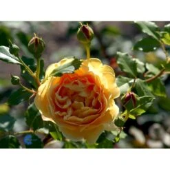 'Golden Celebration' Rosa X 'Golden Celebration' (Engelsk Rose) A-Kvalitet,- Barrods Roser Min. 3 Grene 15 'Golden Celebration' Rosa X 'Golden Celebration' (Engelsk Rose) A-Kvalitet,- Barrods Roser Min. 3 Grene -Plantetorvet Butik fi4338 rosa golden celebration ausgold c517